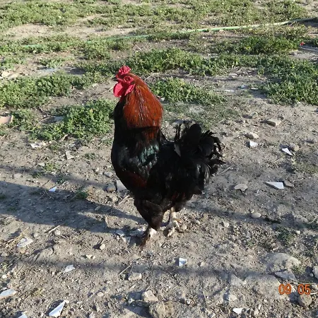 Agriturismo Fieri Botricello