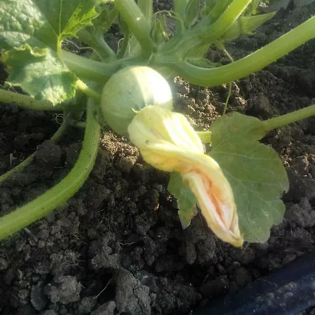 Bauernhof Fieri Botricello