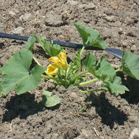 ファームステイ Fieri ボトリチェッロ