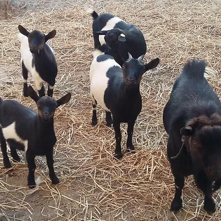 ファームステイ Fieri *