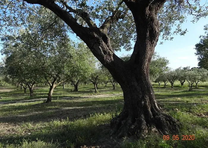 Fieri 博特里塞罗