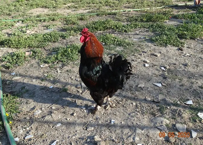 Fieri 博特里塞罗