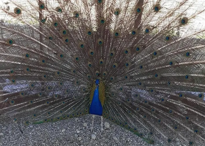 Fieri * 博特里塞罗