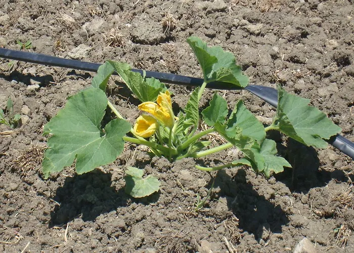 农家乐 Fieri 博特里塞罗